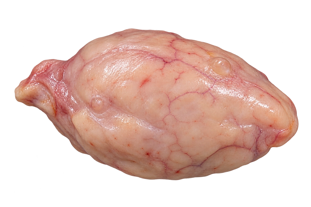Bovine Ovary