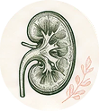 Kidney