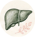 Liver