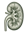 Kidney