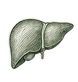 Liver