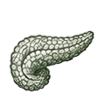 Pancreas