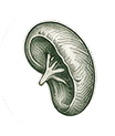 Spleen